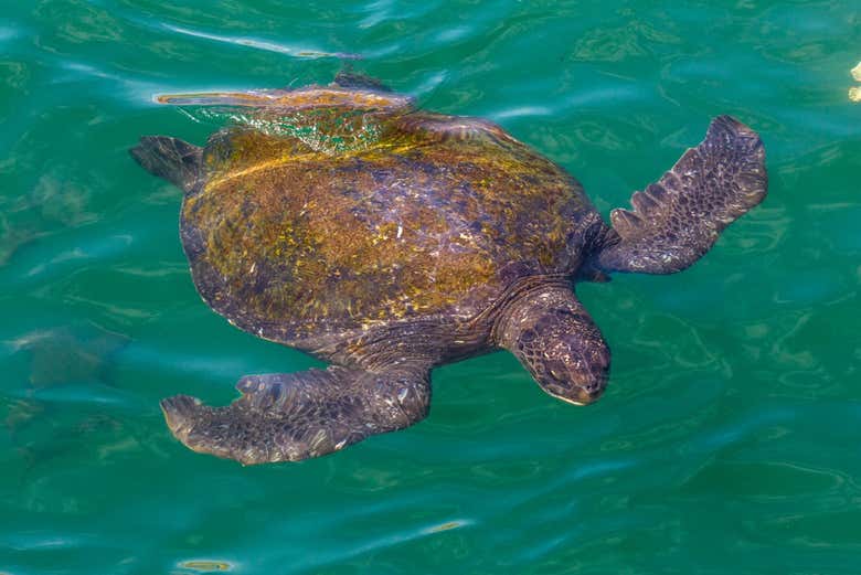 Nado con tortugas en Máncora