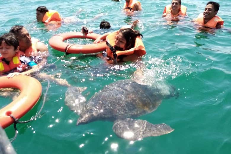 Nado con tortugas en Máncora