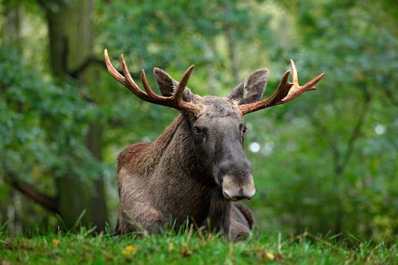 Avistamiento de alces en Bodø