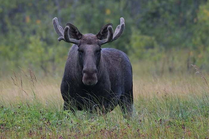 Avistamiento de alces en Bodø