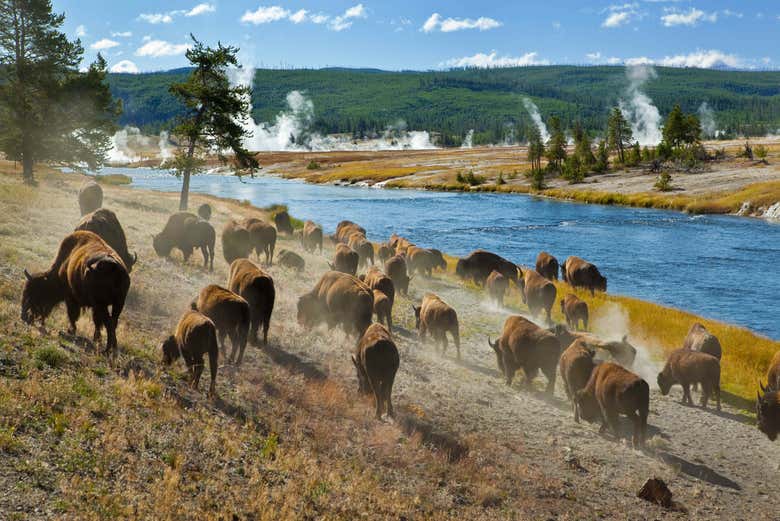 Tour de 7 días por Yellowstone, las Rocosas, Cañón Bryce y Grand Teton - Galería 1