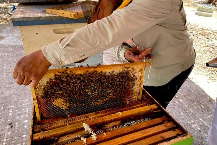 Tour del vino, la miel y los destilados por el desierto de Tarapacá