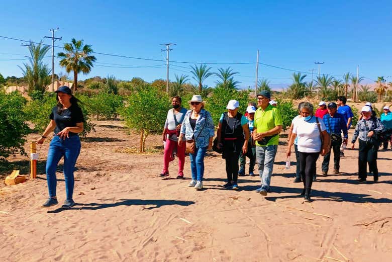Tour del vino, la miel y los destilados por el desierto de Tarapacá
