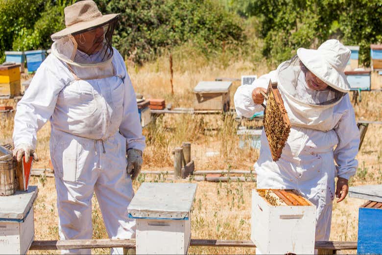 Tour del vino, la miel y los destilados por el desierto de Tarapacá