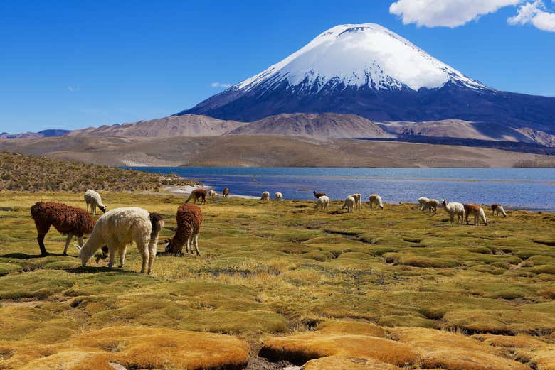 Excursión al lago Chungará - Galería 1