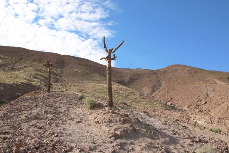 Excursión al lago Chungará - Galería 2