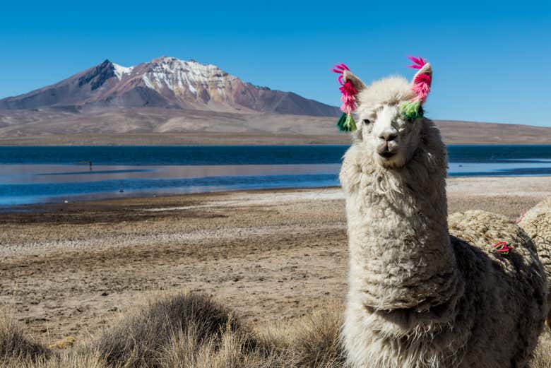 Excursión al lago Chungará
