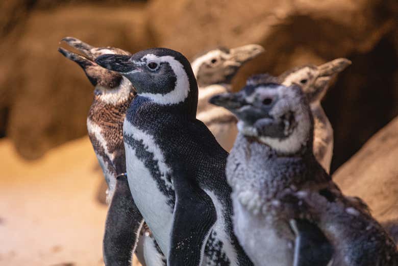 Entrada a Oceanic Aquarium