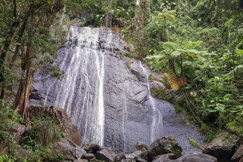 Excursión al Bosque Nacional El Yunque - Galería 2