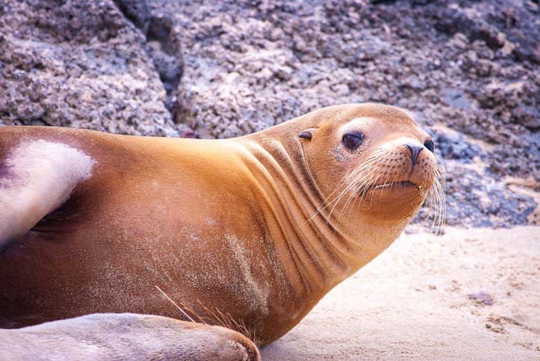 Excursión al Centro de Interpretación de San Cristóbal y playa Punta Carola