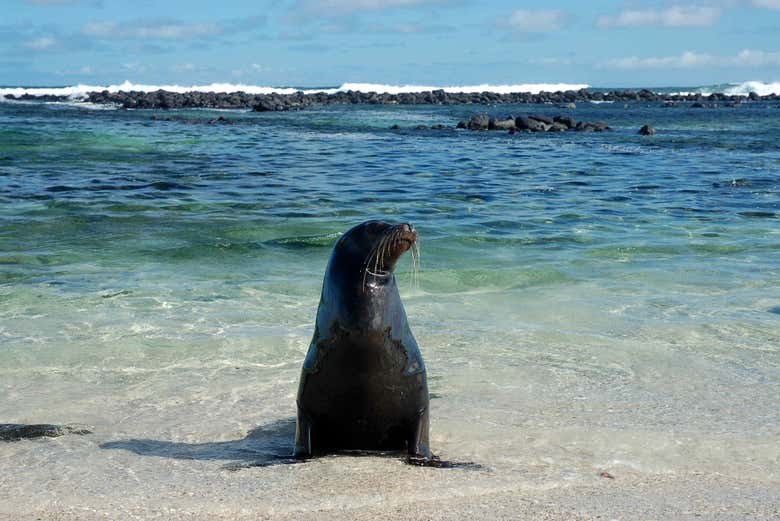 Excursión a playa la Lobería