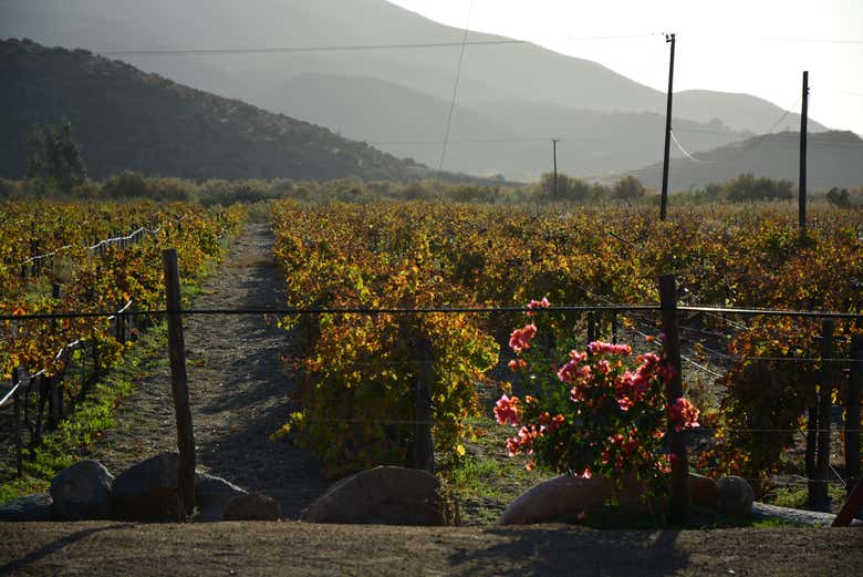 Excursión privada desde Tijuana - Galería 2