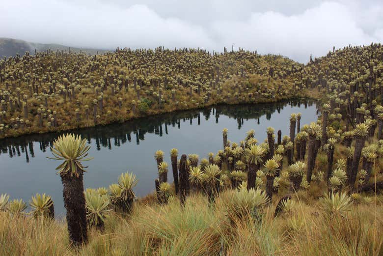 Ruta privada de senderismo por el Valle de los Frailejones