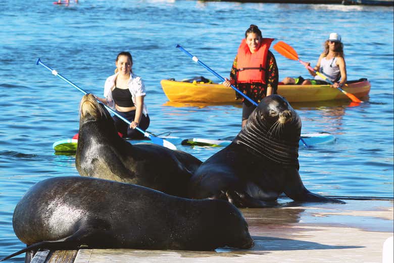 Kayak o paddle surf con leones marinos en Marina del Rey