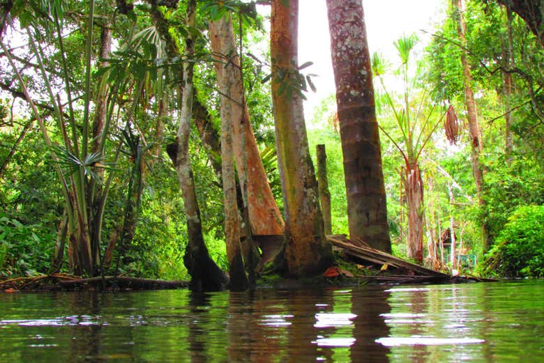 Excursión privada a la reserva Santa Elena + Nacimiento del río Tioyacu