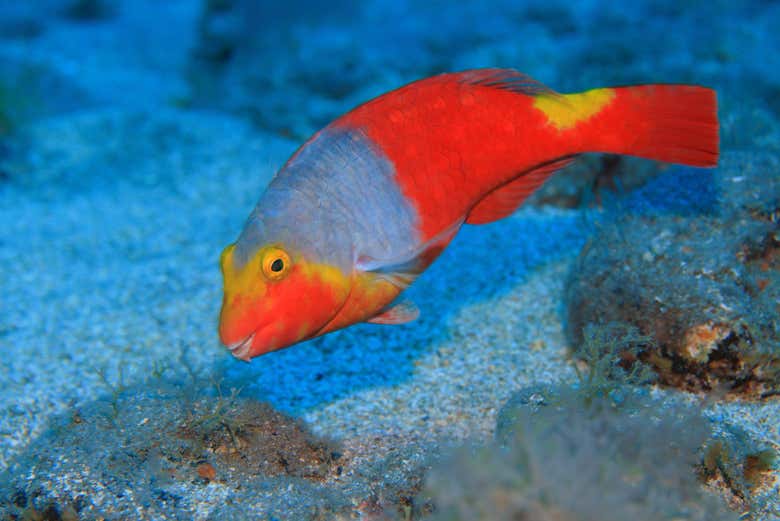 Snorkel en Fuencaliente