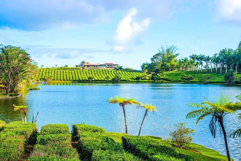 Tour privado del té por Isla Mauricio