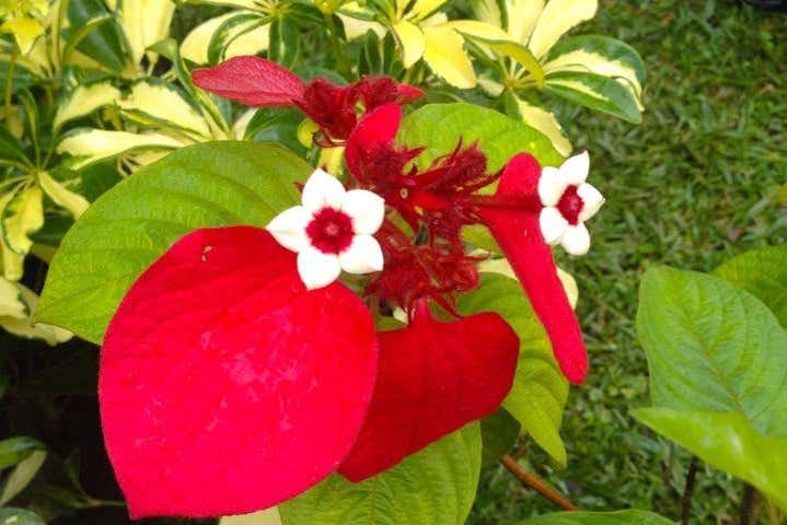 Tour privado del té por Isla Mauricio