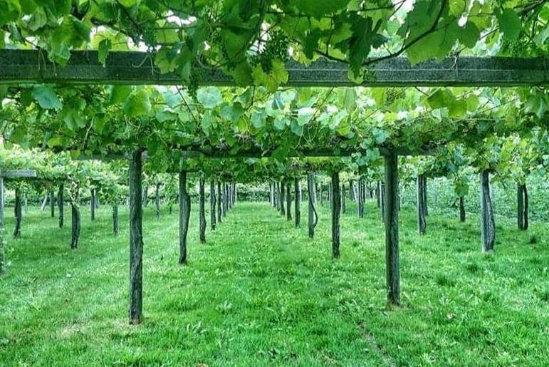 Excursión a las Rías Baixas + Visita a una bodega