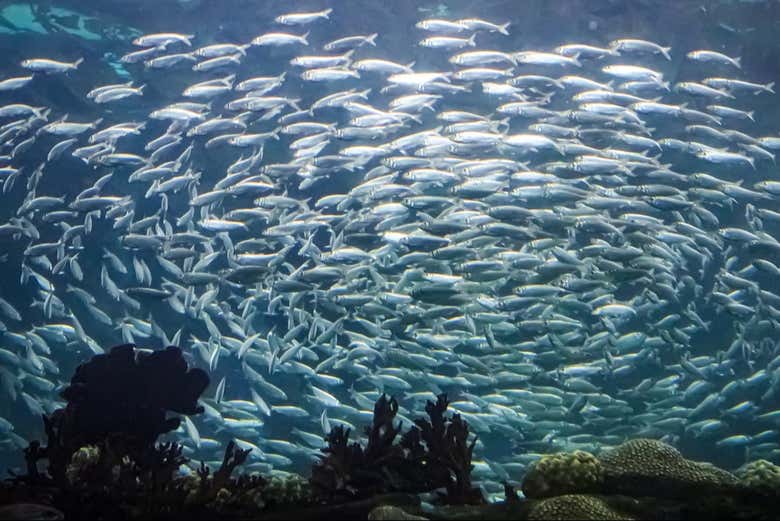 Entradas a The Florida Aquarium