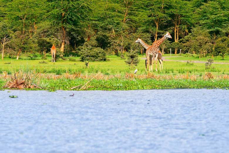 Safari de 6 días por Masái Mara, Amboseli y lago Naivasha