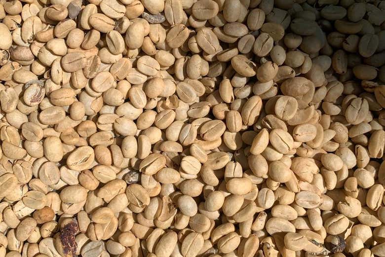 Senderismo por la Selva de Minca + Visita a una finca de café
