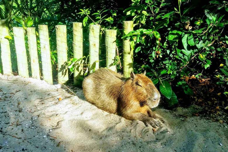 Senderismo por Prainha + Excursión a Grumari