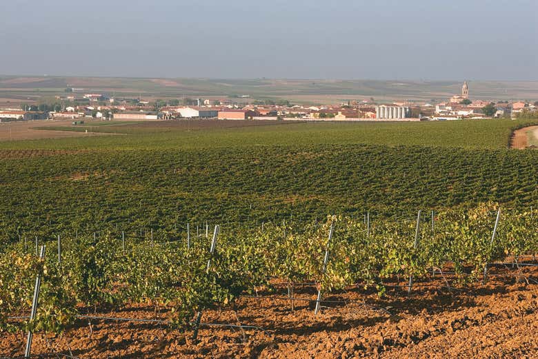 Visita a las Bodegas De Alberto