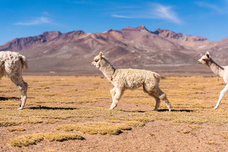 Excursión a las lagunas de Salinas y Yanaorco + Baños termales de Lojen
