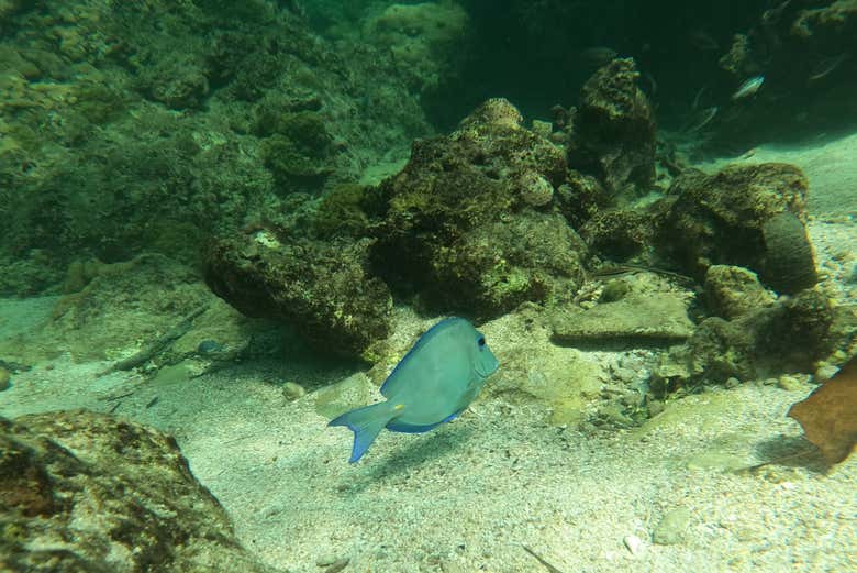 Snorkel en Barú