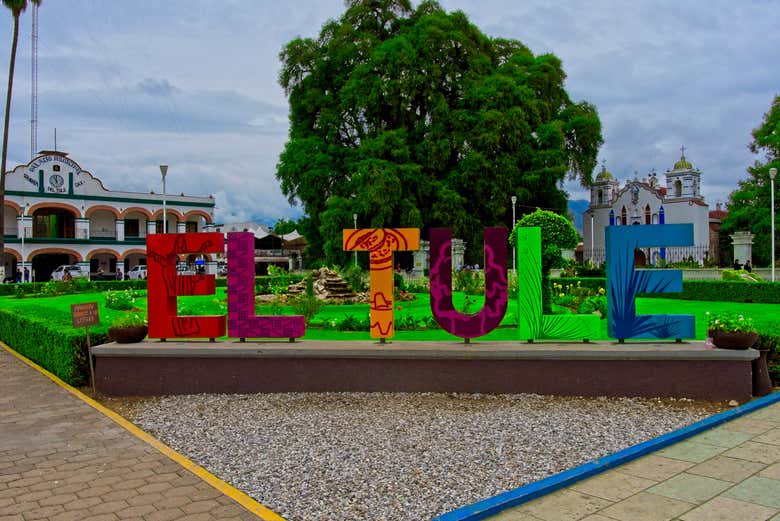 Excursión a Tule y Teotitlán del Valle + Fábrica de mezcal