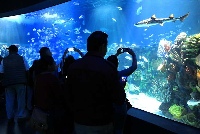 Entrada al Acuario Inbursa + Transporte