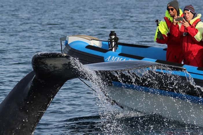 Avistamiento de ballenas y frailecillos en lancha rápida