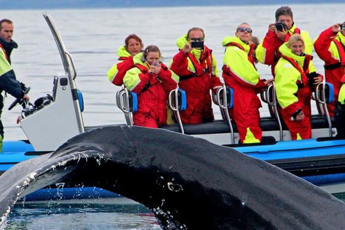 Avistamiento de ballenas y frailecillos en lancha rápida