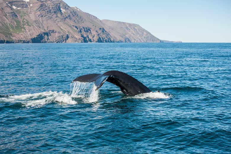Avistamiento de ballenas y frailecillos en lancha rápida