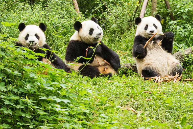 Tour privado por Chengdú y la Reserva de Pandas
