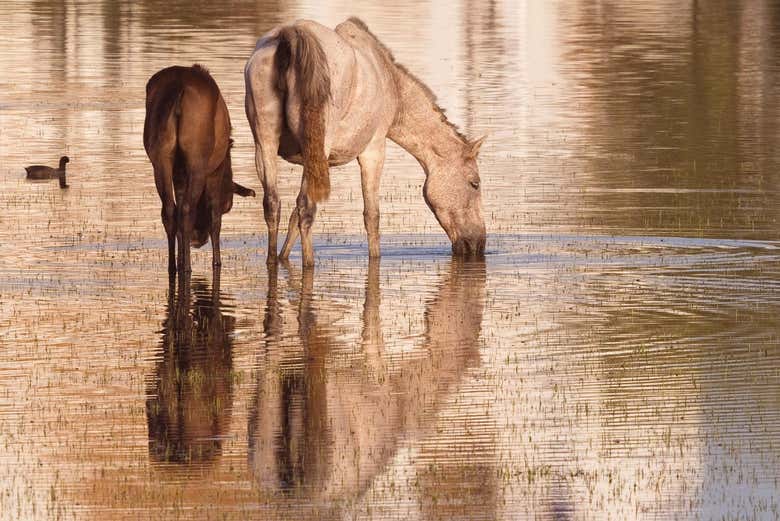 Tour en 4x4 por el Parque Nacional de Doñana