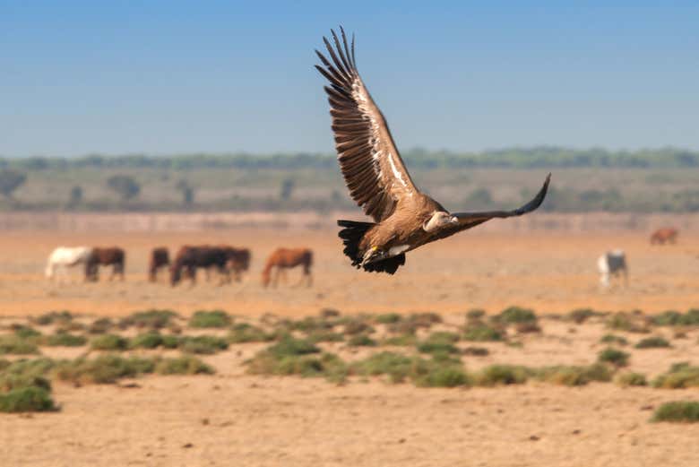 Tour en 4x4 por el Parque Nacional de Doñana
