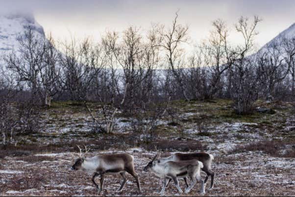 Senderismo por el Parque Nacional de Abisko