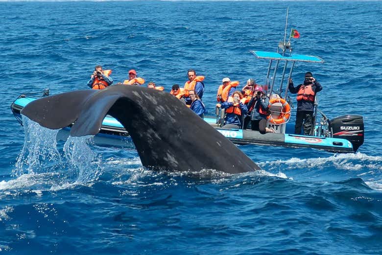 Avistamiento de ballenas y delfines en Rabo de Peixe