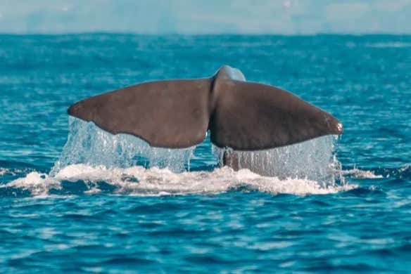 Avistamiento de ballenas y delfines en Rabo de Peixe - Galería 2