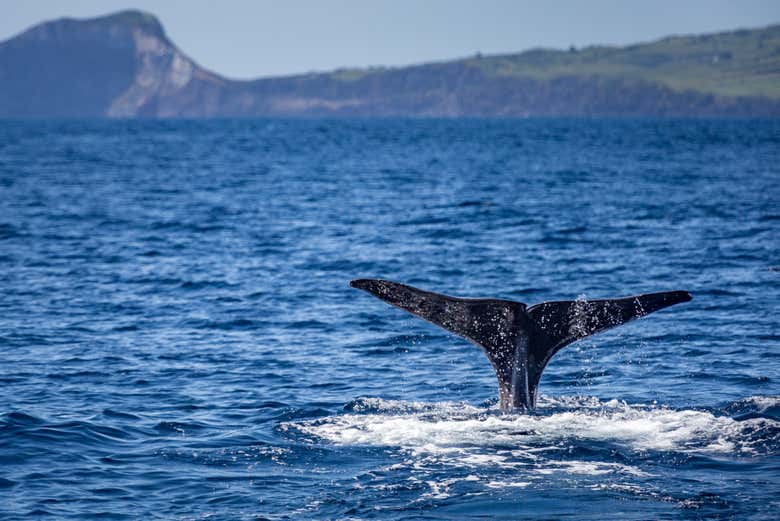 Avistamiento de ballenas y delfines en Rabo de Peixe