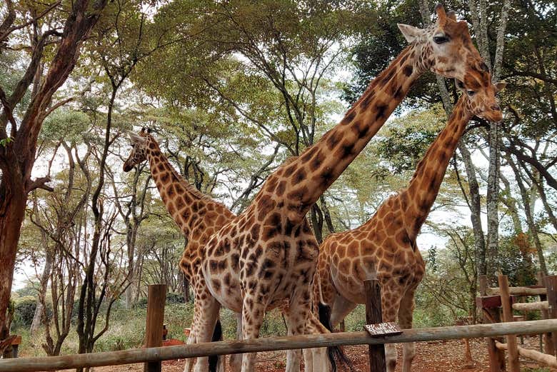 Excursión al Giraffe Centre