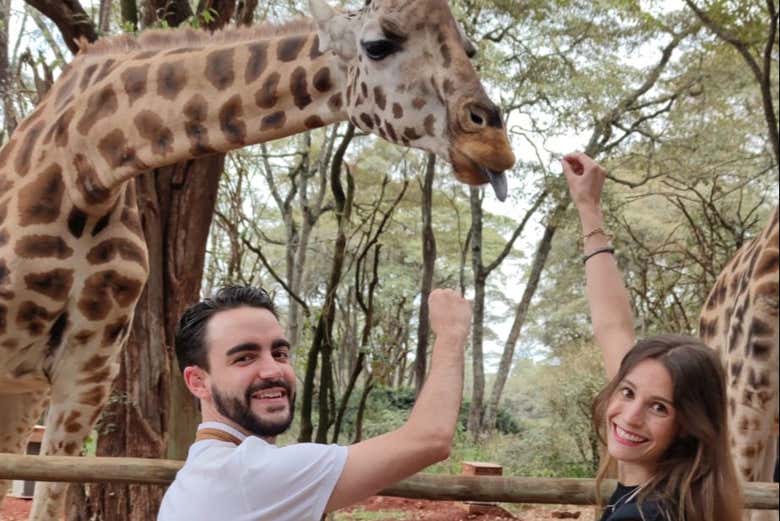 Excursión al Giraffe Centre
