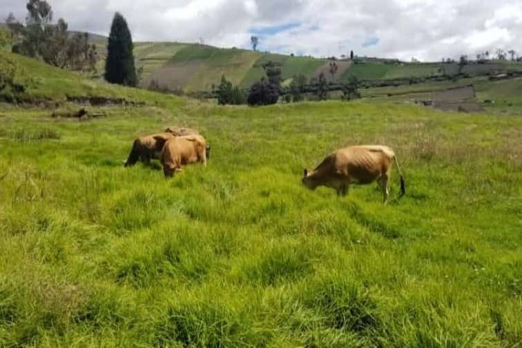 Visita a la Hacienda Hipolongo Cruz de Mayo