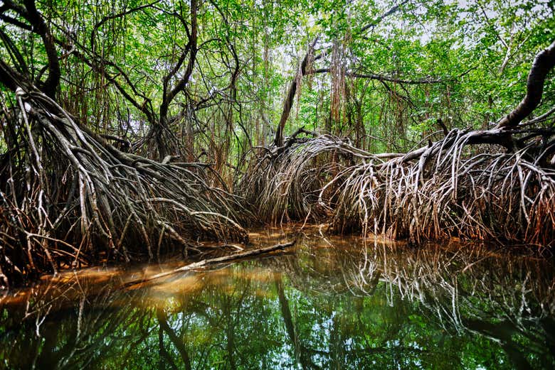 Paseo en barco por los manglares de Bentota