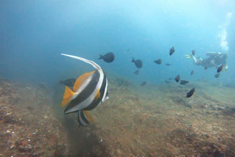 Buceo en Unawatuna
