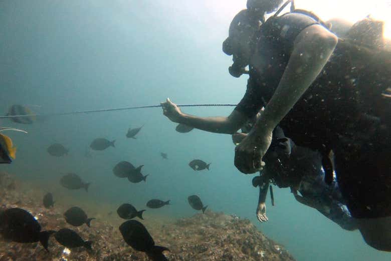 Buceo en Unawatuna