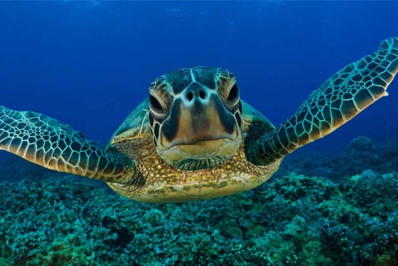 Snorkel en Mirissa