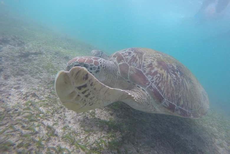 Snorkel en Mirissa